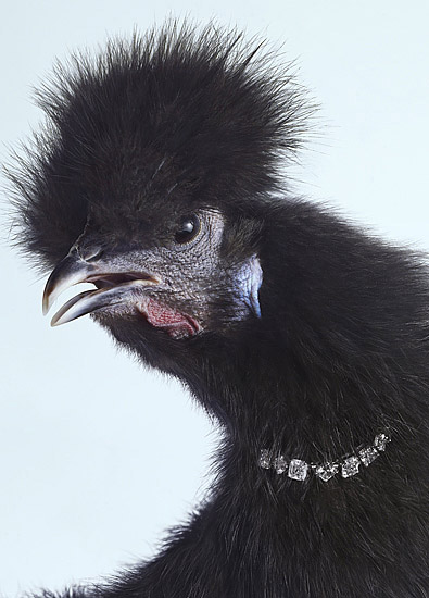 Illustration for article titled When chickens take over the Earth, they will dress in our jewels